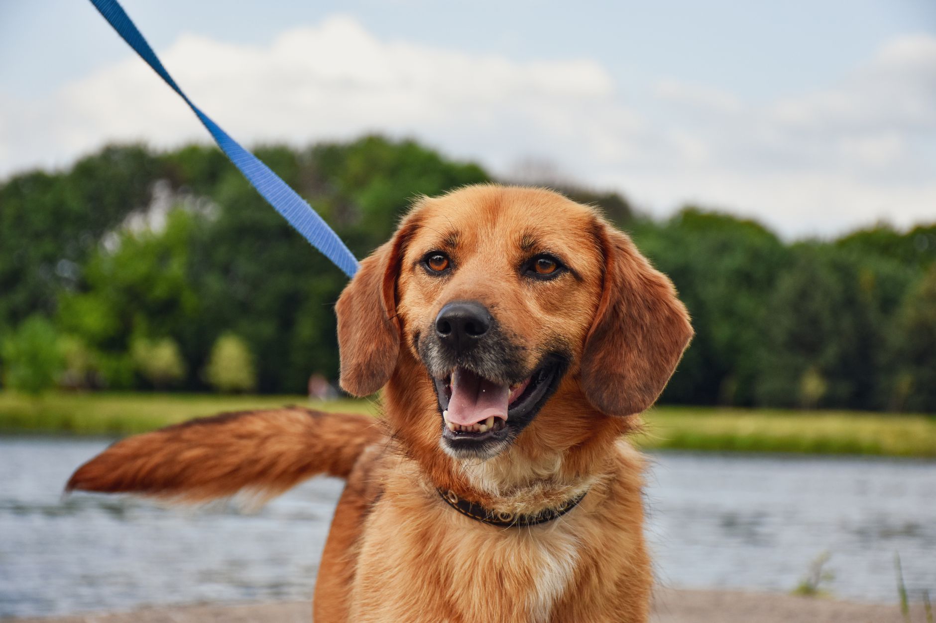 夏の散歩でリードをつけて歩く犬。散歩前後はペルチェ式ネッククーラーで飼い主も暑さ対策