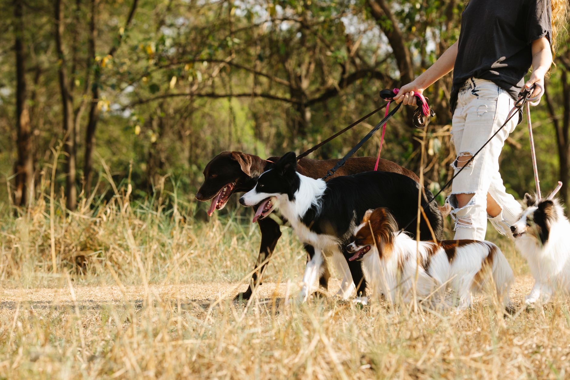 リードを付けて散歩する犬たち。ハンディファンは直風を避け、様子を見ながら短時間で使うのが基本