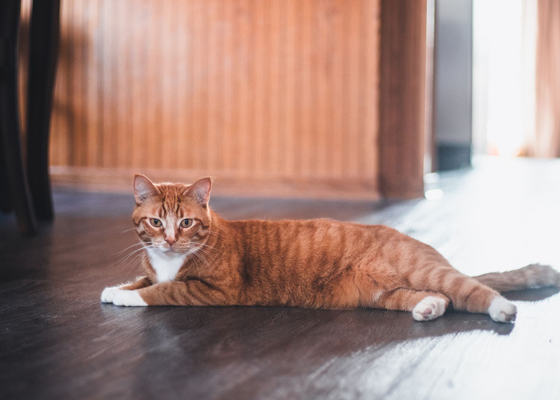 暖房器具から離れた床でくつろぐ猫。オイルヒーターは火を使わず一酸化炭素が出ないため換気の頻度に縛られない