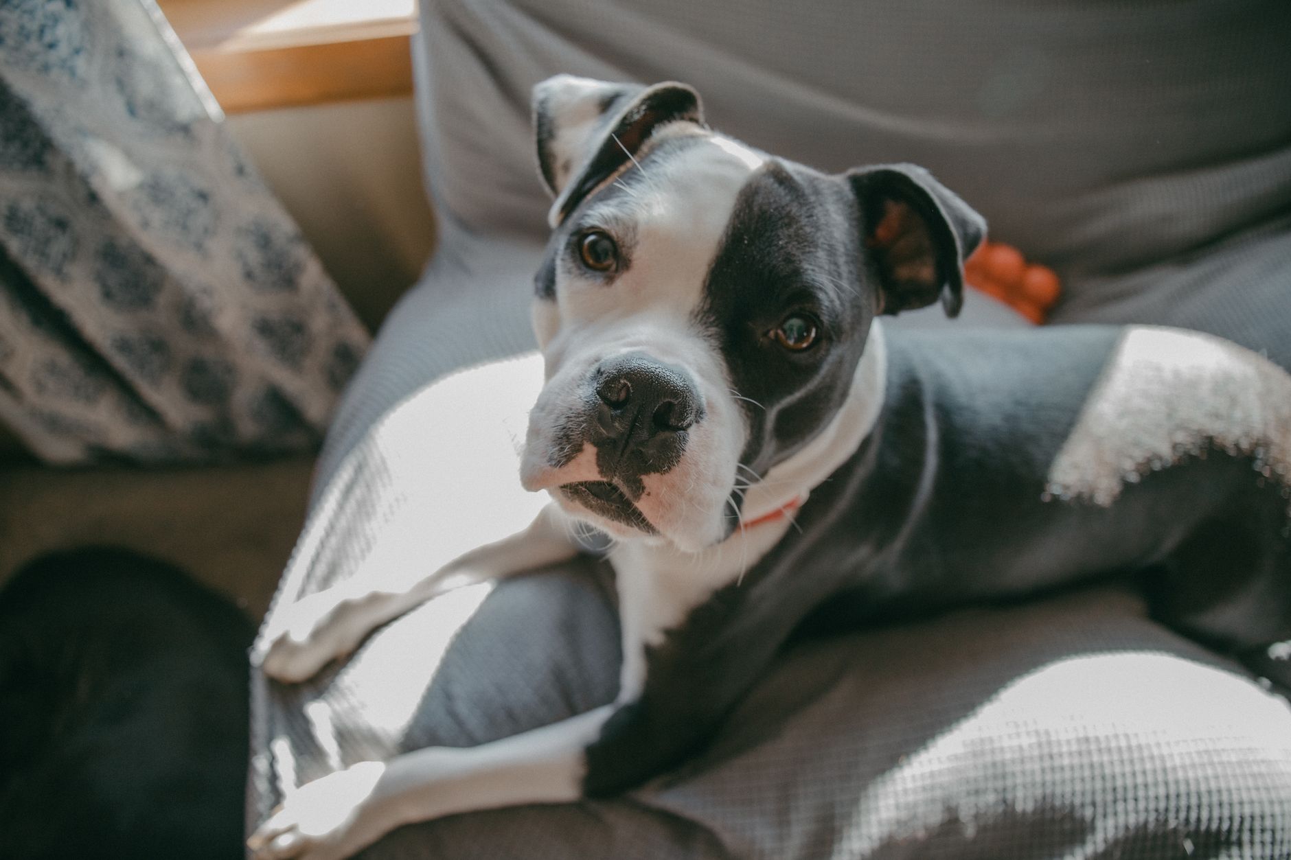 部屋でくつろぐ犬。ペットがいる部屋のセラミックヒーターは在宅中の補助暖房として使う