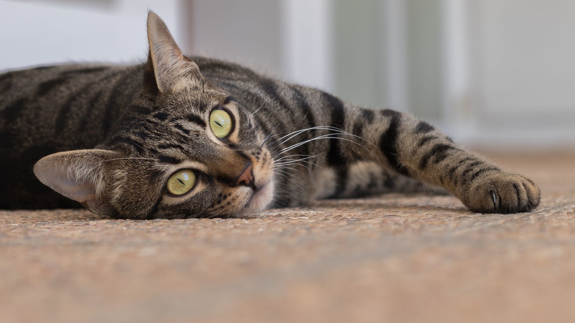室内の敷物の上で休む猫。ペットを温めるならペット用の電気マットを選ぶ